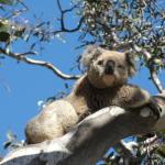 Raymond Island - Koalas